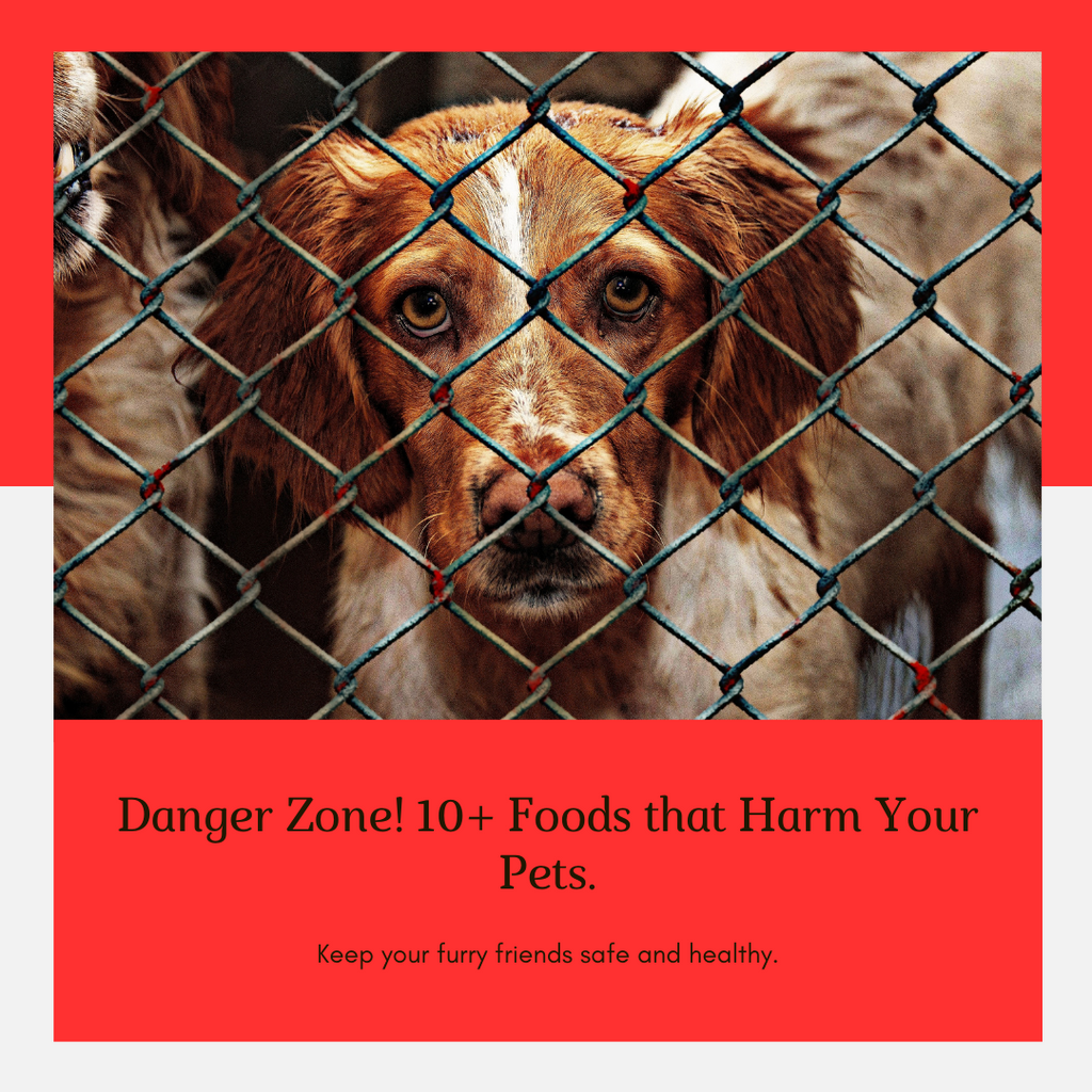 Foods dogs should clearance avoid