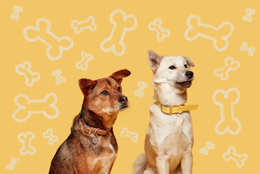Wild at Heart Pets Raw Food Delivery