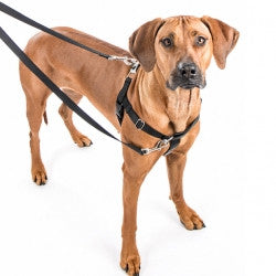 Freedom No Pull Harness Euro Leash Combo Wild at Heart Pets