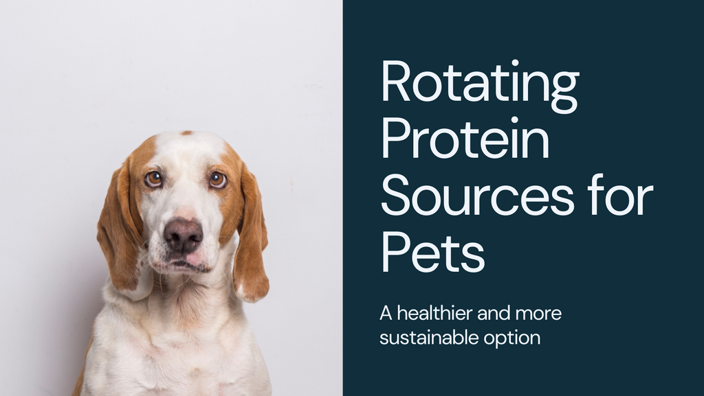 The Case for Rotating Protein Sources in Pet Diets