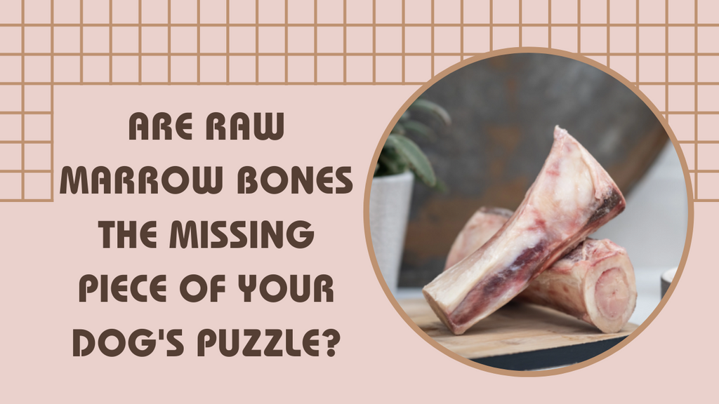 Are Raw Marrow Bones the Missing Piece of Your Dog's Puzzle?