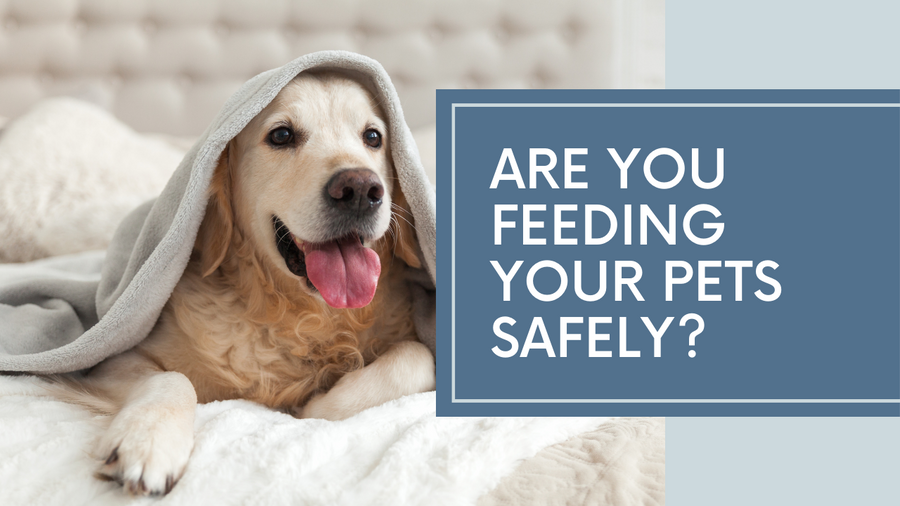 Are You Feeding Your Pets Safely? 8 Tips for Safe Bone Feeding to Keep Your Pets Healthy and Happy