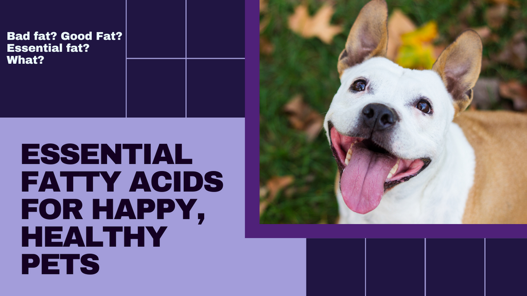 Bad fat? Good Fat? Essential fat? What?  A Balanced Approach: Essential Fatty Acids for Happy, Healthy Pets