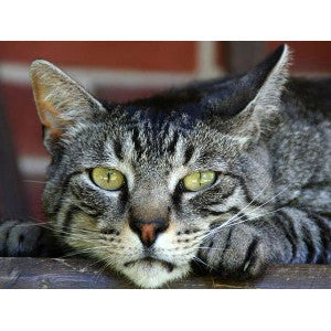 Katie's Place - A Helping Hand for Diabetic Cats