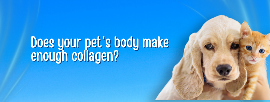 Does your pet's body make enough collagen?