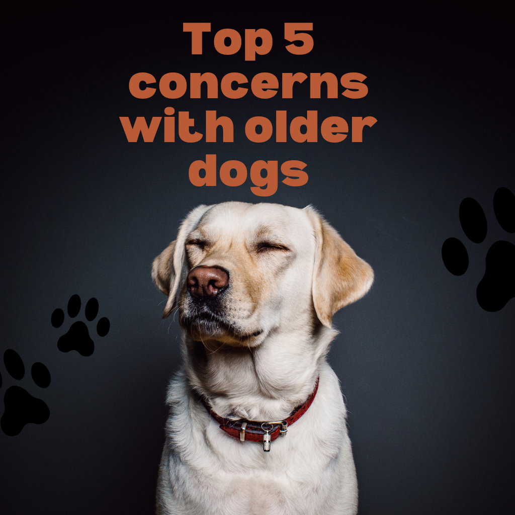 Giving old dogs a new lease on life. The top 5 concerns with older dogs and what a raw diet can do about it