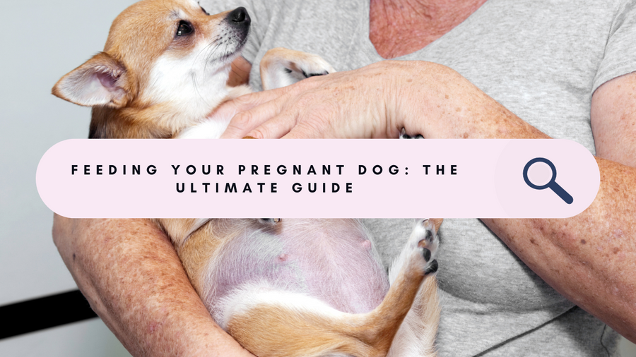Ensuring a Healthy Pregnancy: The Ultimate Guide to Feeding Your Pregnant Dog
