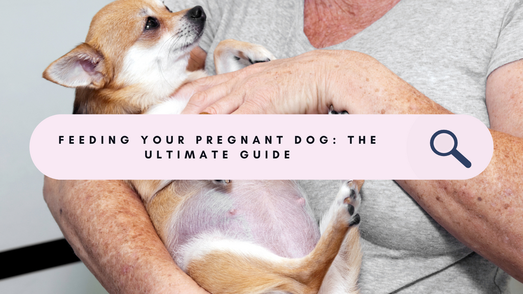 Ensuring a Healthy Pregnancy: The Ultimate Guide to Feeding Your Pregnant Dog
