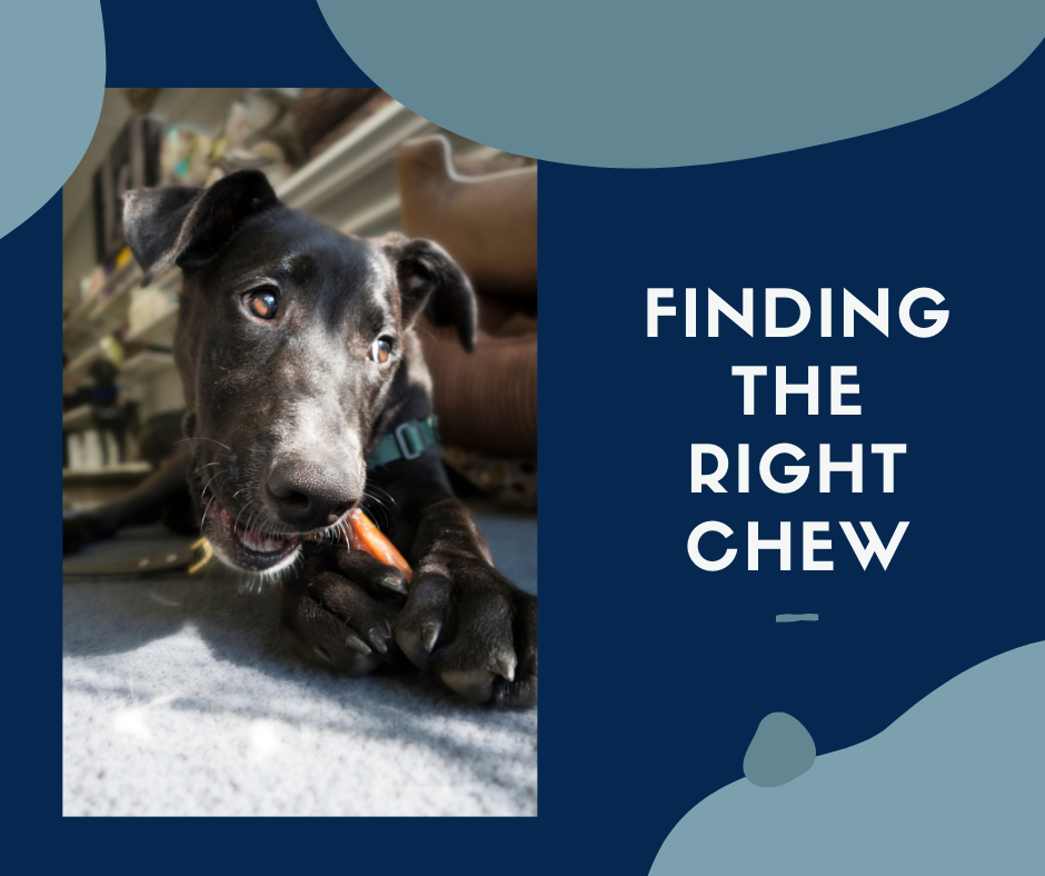 Finding the Right Chew: A Guide to Healthy Treats for Your Canine Companion