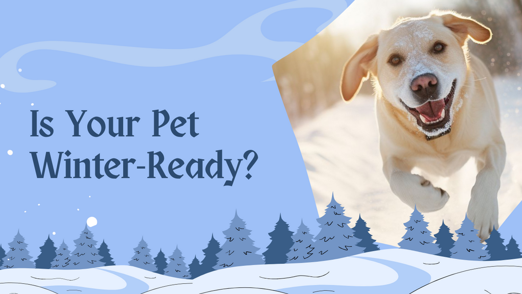 Winter Wellness: Keeping Your Pets Healthy During the Cold Season