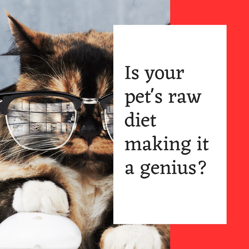 Is your pet's raw diet making it a genius?