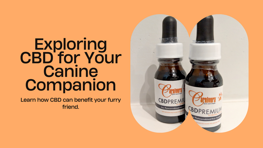 Navigating the CBD Landscape for Your Canine Companion