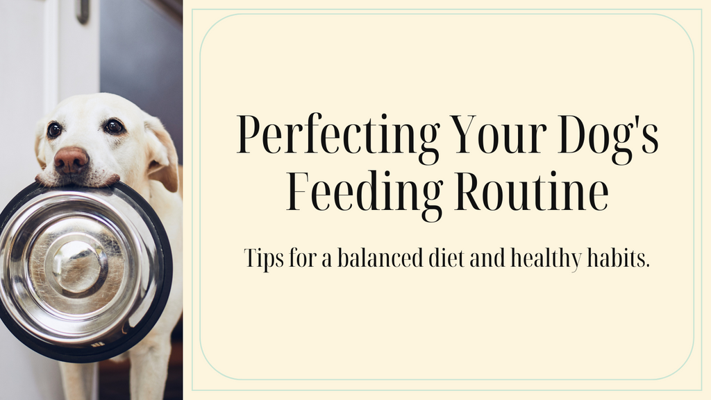 Optimizing Your Dog's Feeding Routine: A Comprehensive Guide – Wild at ...