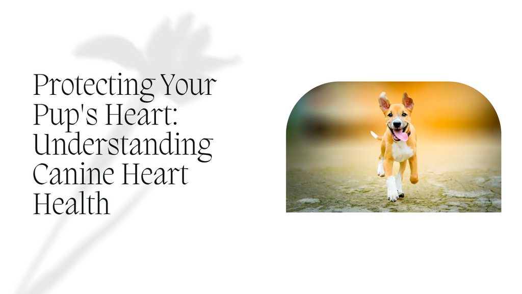 Protecting Your Pup's Heart: Understanding Canine Heart Health
