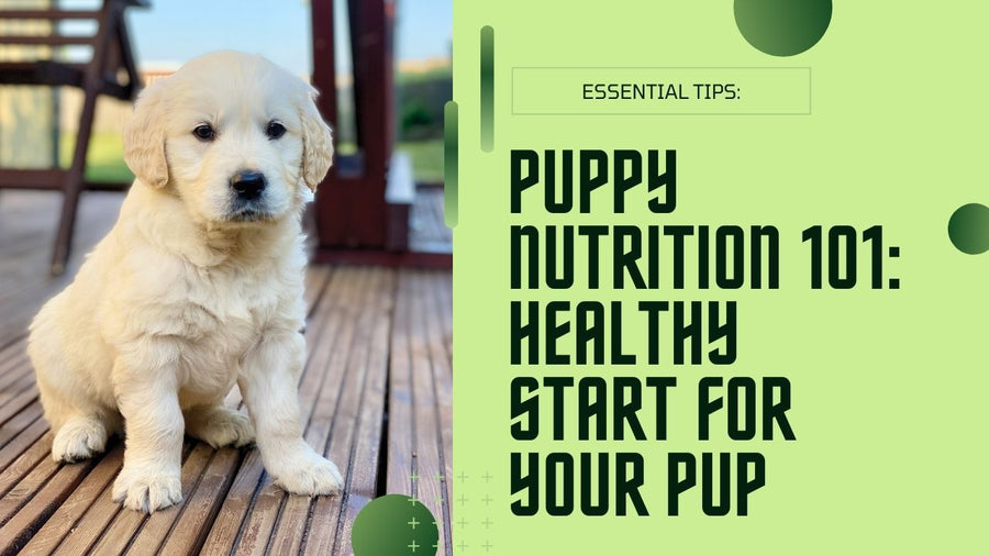 Puppy Nutrition 101: Avoiding Common Feeding Mistakes for a Healthy Start