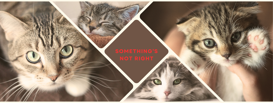 Everything looks normal… but is it?