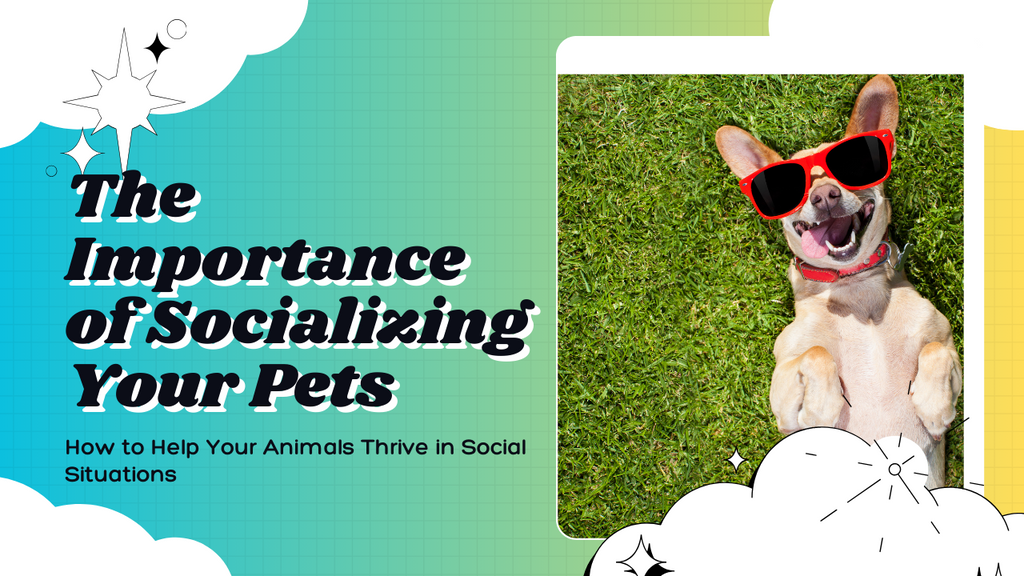 The Importance of Socializing Your Pets: How to Help Your Animals Thrive in Social Situations