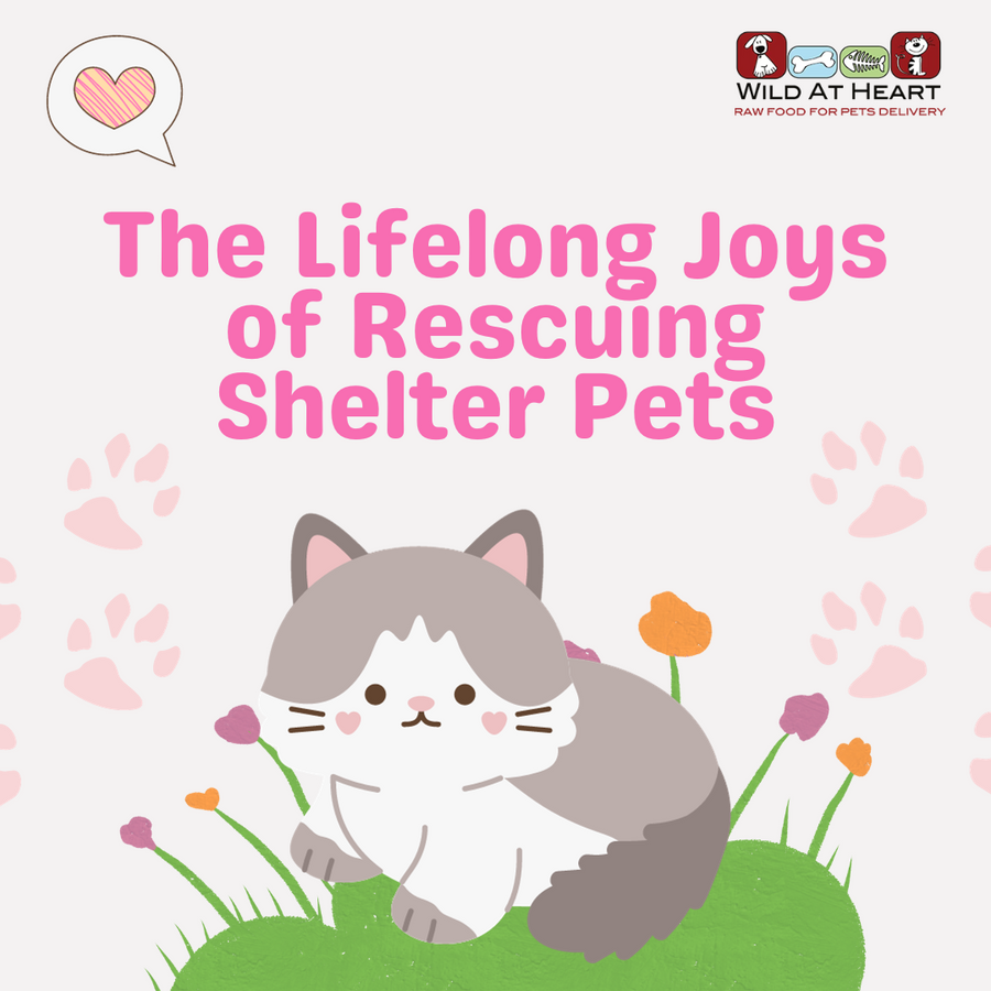 Why Adoption Is Pawsitively Better: The Lifelong Joys of Rescuing Shelter Pets