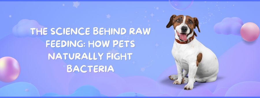 Is Salmonella in Raw Food a Real Threat to Your Pet?