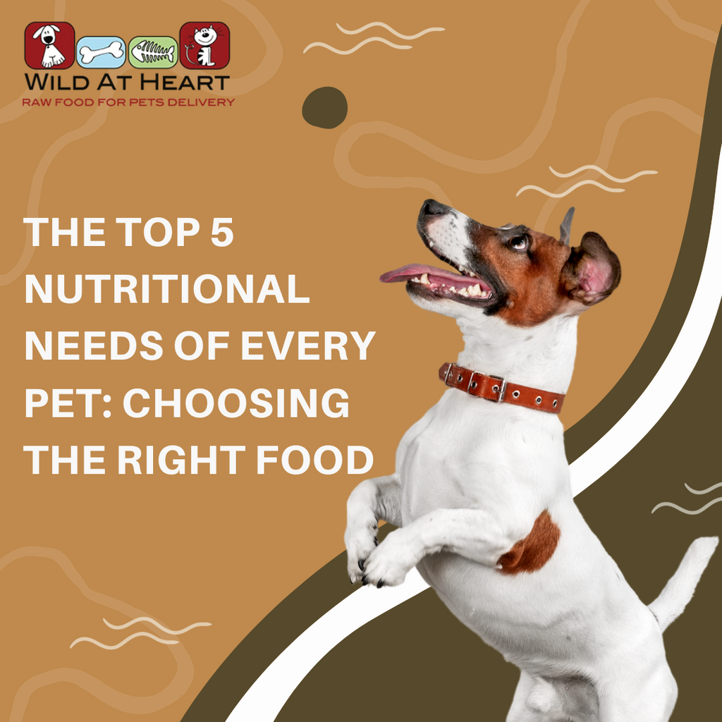 Tara, our family dog, passed last night and we wonder if we did all we could?  The Top 5 Nutritional Needs of Every Pet: Choosing the Right Food