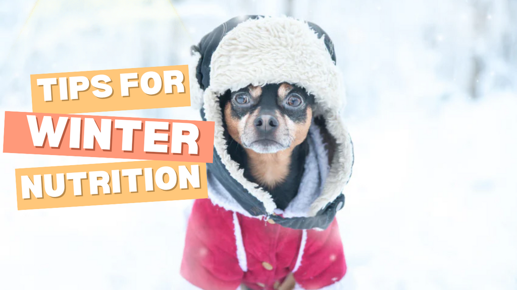 Keep Your Pets Healthy and Energetic This Winter with the Right Nutrition