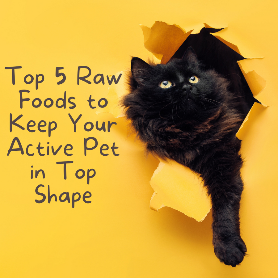 Top 5 Raw Foods to Keep Your Active Pet in Top Shape