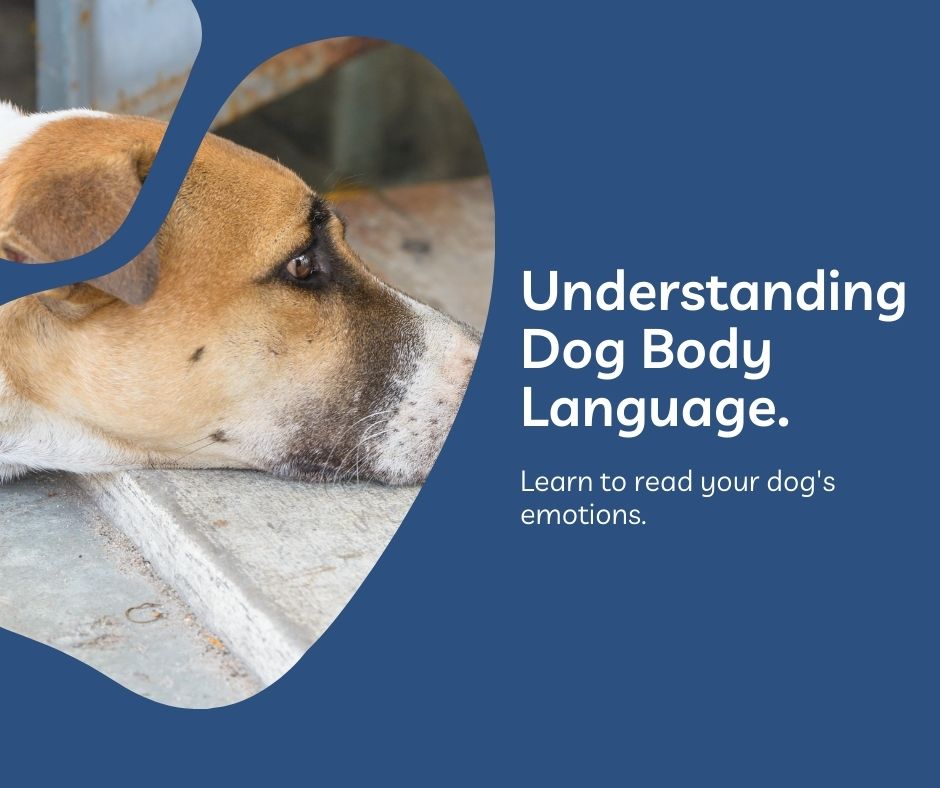 Understanding Dog Body Language: Reading Your Dog's Emotions and Mood