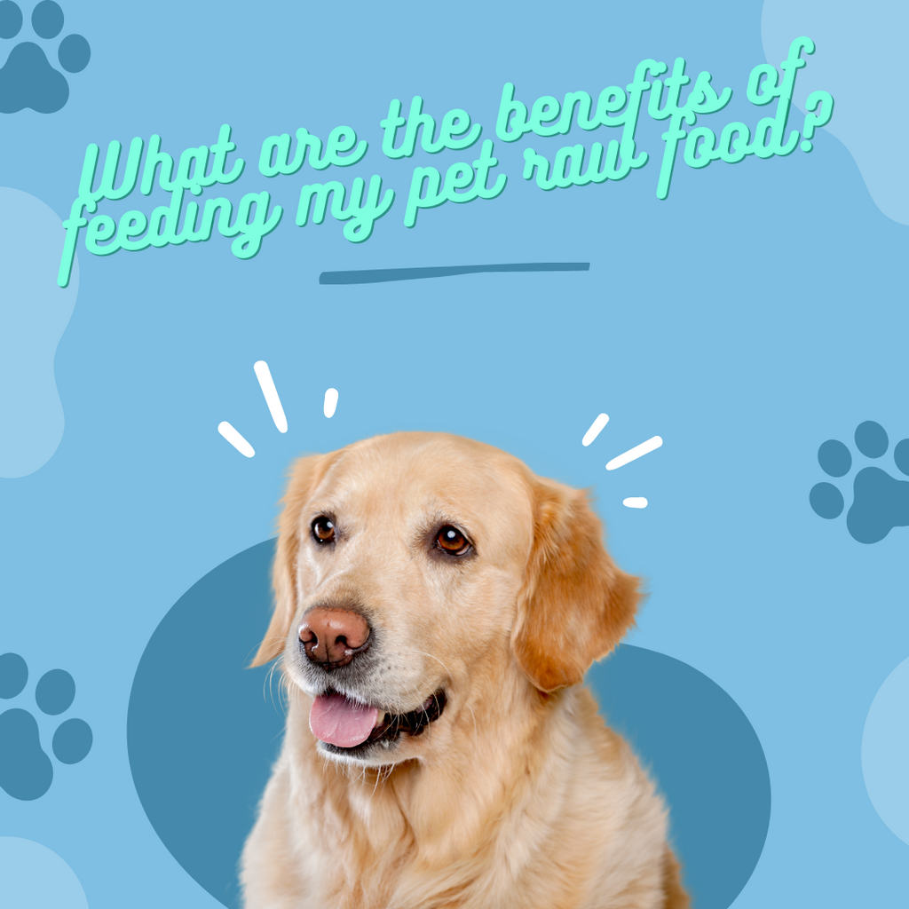 What are the benefits of feeding my pet raw food?