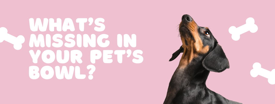 What’s Missing in Your Pet’s Bowl?