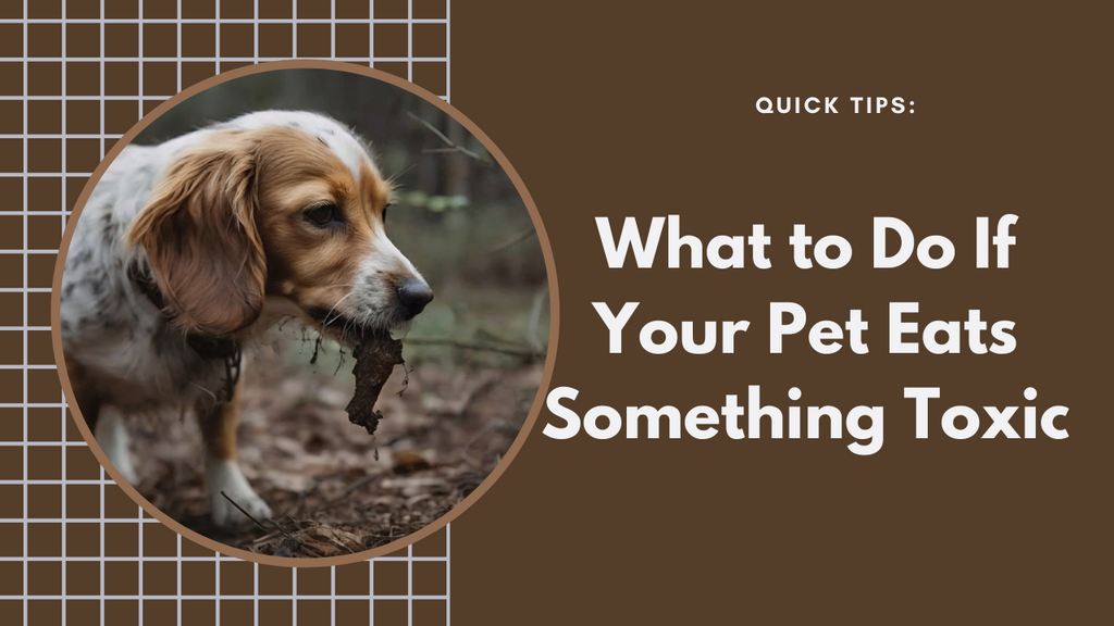 What should I do if my pet eats something toxic?