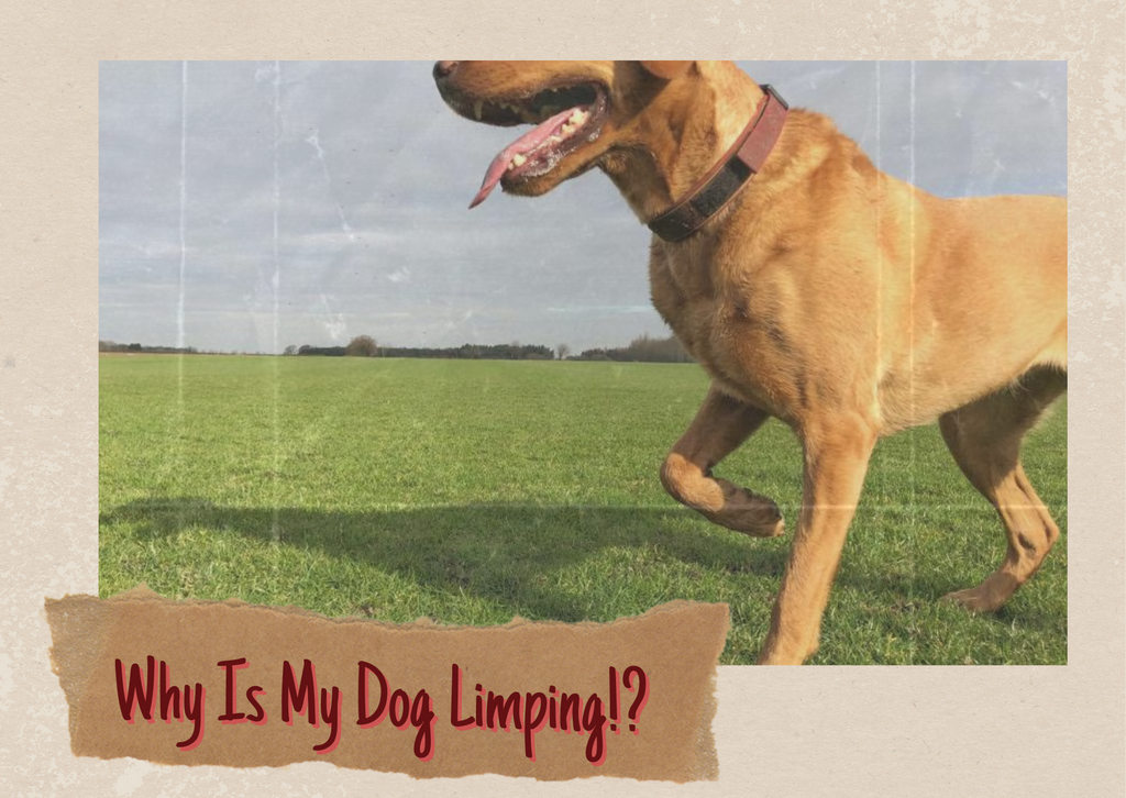 Why Is My Dog Limping?