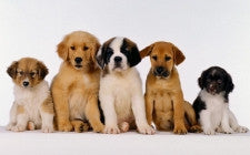 Breed Matters, or Does it?