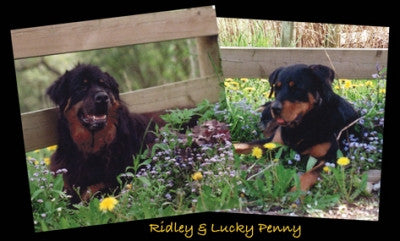 Ridley & Lucky Penny